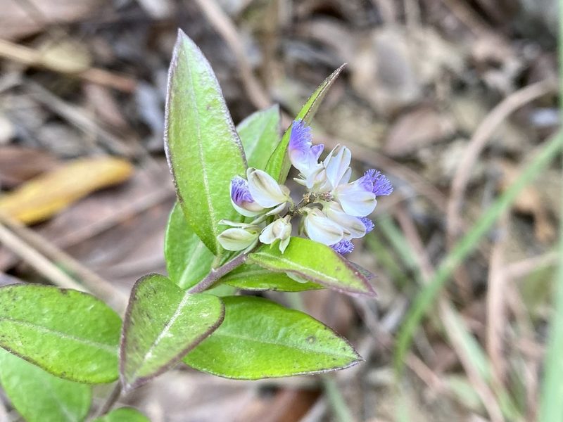 Polygala hongkongensis, photographed by Toby Y