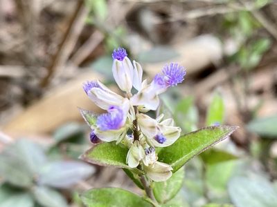 Polygala hongkongensis, photographed by Toby Y