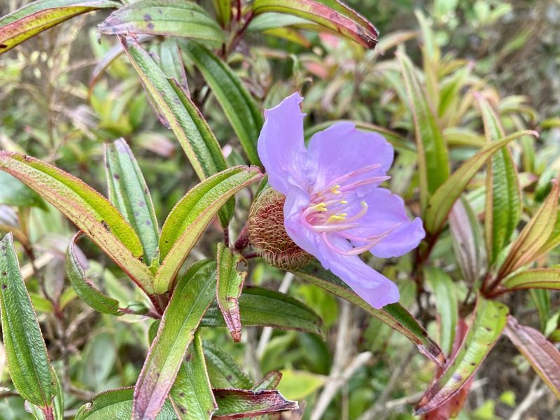Melastoma sanguineum, photographed by Toby Y