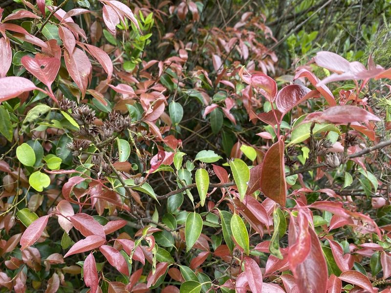 Pentaphylax euryoides, photographed by Toby Y