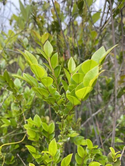 Diospyros vaccinioides, photographed by Toby Y