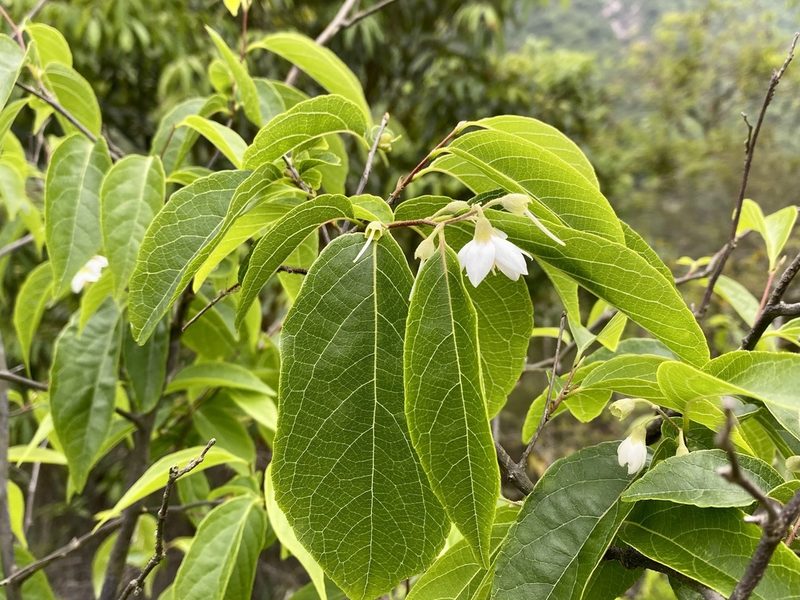 Styrax odoratissimus, photographed by Toby Y