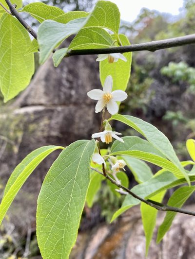 Styrax odoratissimus, photographed by Toby Y