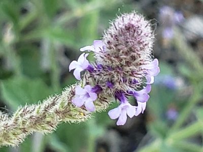 Verbena lasiostachys