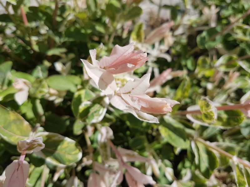 Salix integra, photographed by John Samuel