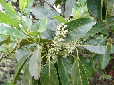 Itea chinensis, photographed by Toby Y