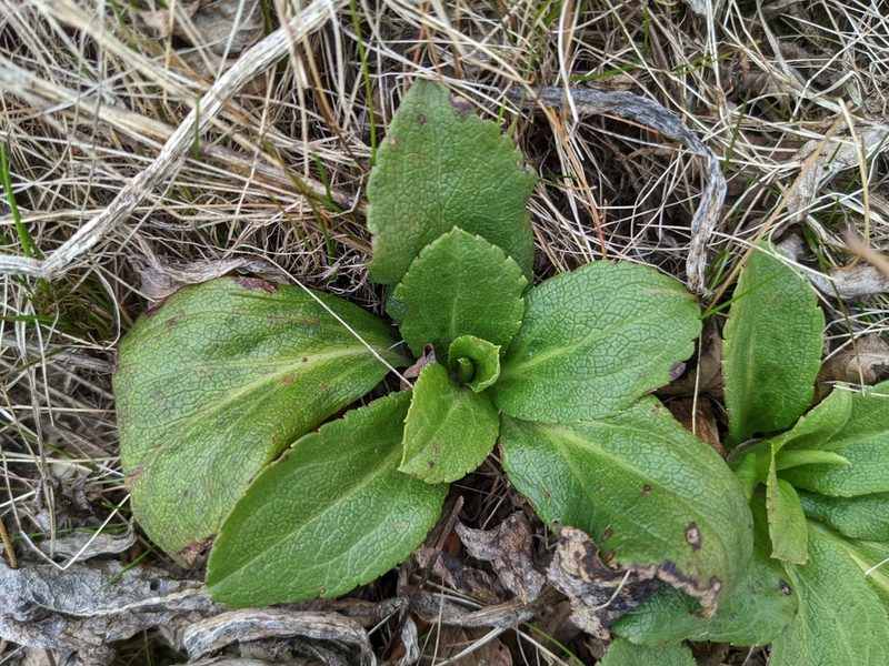 Solidago glomerata, photographed by Zac Peterson