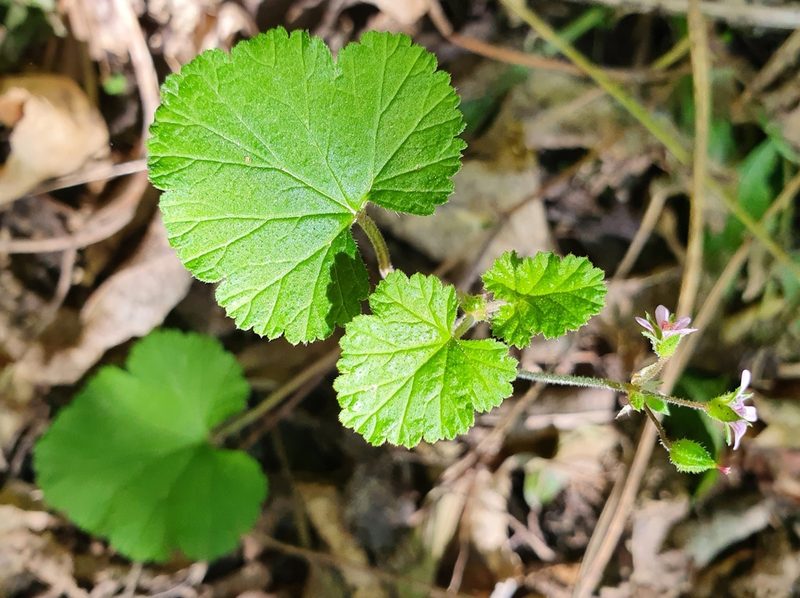 Pelargonium inodorum, photographed by Kate McAlpine