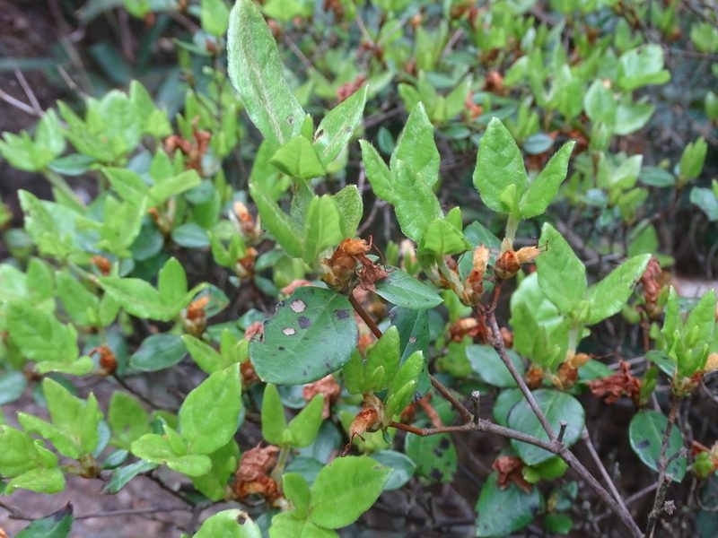 Rhododendron farrerae, photographed by Toby Y