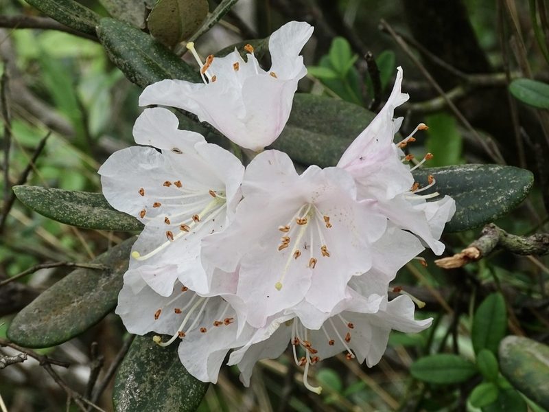 Rhododendron simiarum, photographed by Toby Y