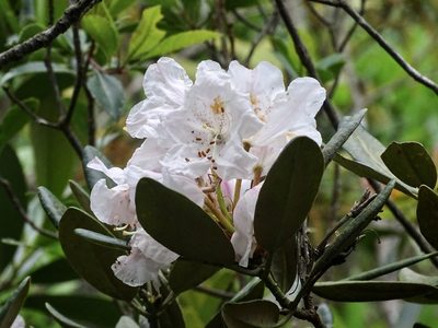Rhododendron simiarum, photographed by Toby Y