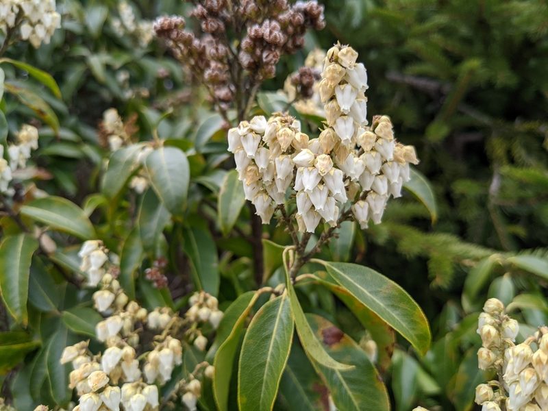 Pieris floribunda, photographed by Zac Peterson