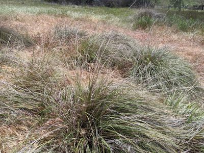 Muhlenbergia rigens, photographed by Ken-ichi Ueda