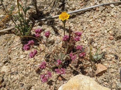 Chorizanthe douglasii, photographed by Ken-ichi Ueda