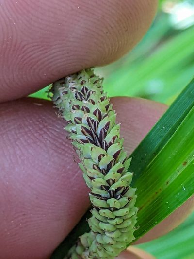 Carex barbarae, photographed by Ken-ichi Ueda