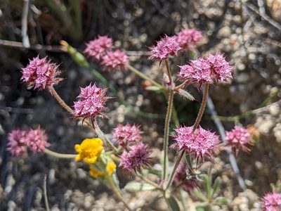 Chorizanthe douglasii, photographed by Ken-ichi Ueda
