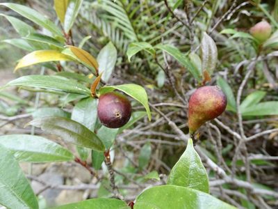 Ficus pyriformis, photographed by Toby Y