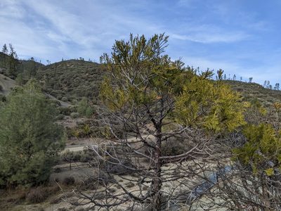 Calocedrus decurrens, photographed by Ken-ichi Ueda