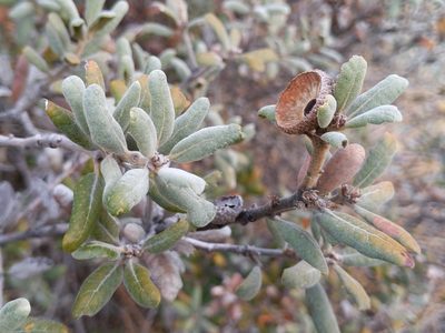 Quercus durata, photographed by Ken-ichi Ueda