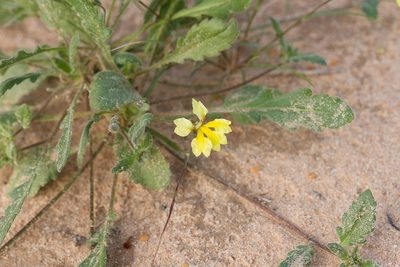 Goodenia fascicularis, photographed by Kym Nicolson