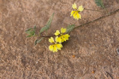 Goodenia fascicularis, photographed by Kym Nicolson