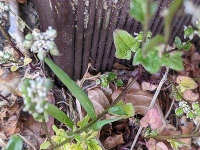 Cochlearia danica, photographed by Piermario Maculan