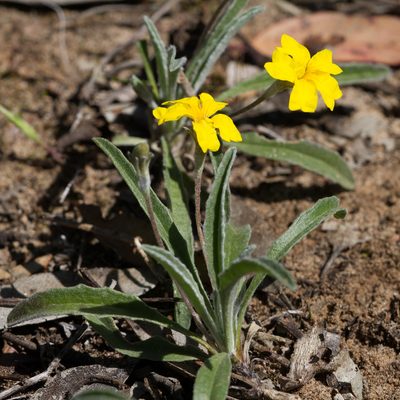 Goodenia willisiana, photographed by Kym Nicolson