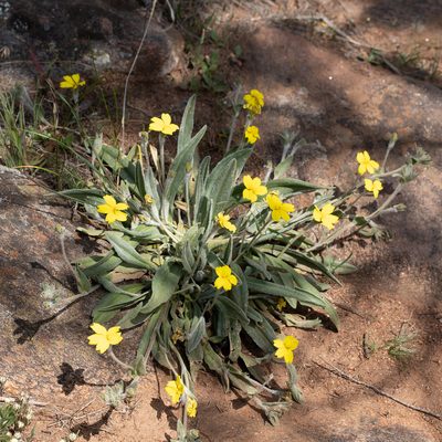 Goodenia willisiana, photographed by Kym Nicolson