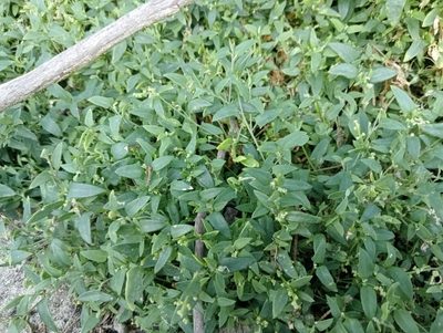 Chenopodium nutans, photographed by John Barkla