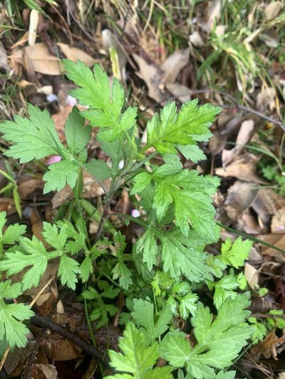 Artemisia princeps, photographed by 岸本年郎
