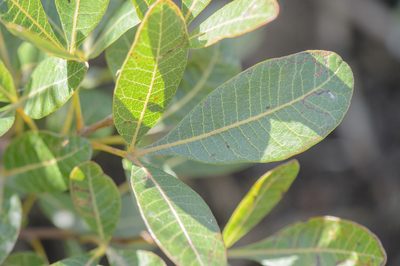 Searsia thyrsiflora, photographed by Morten Ross