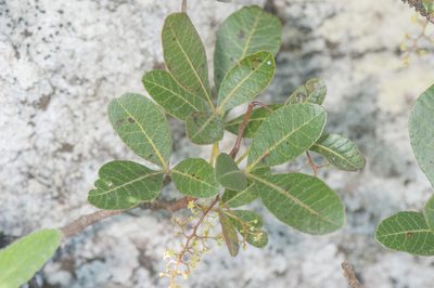 Searsia thyrsiflora, photographed by Morten Ross