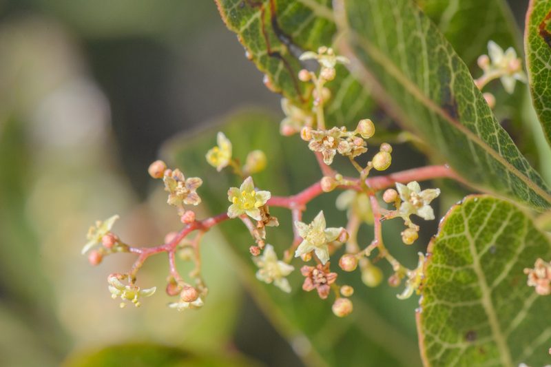 Searsia thyrsiflora, photographed by Morten Ross