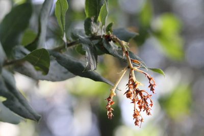 Arctostaphylos andersonii, photographed by Nicholas Wei