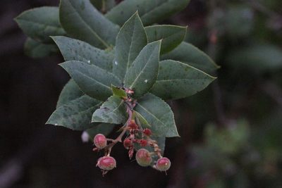 Arctostaphylos andersonii, photographed by Nicholas Wei