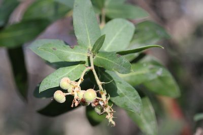 Arctostaphylos andersonii, photographed by Nicholas Wei