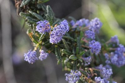 Ceanothus papillosus, photographed by Nicholas Wei