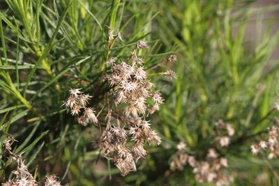 Ericameria arborescens, photographed by Nicholas Wei
