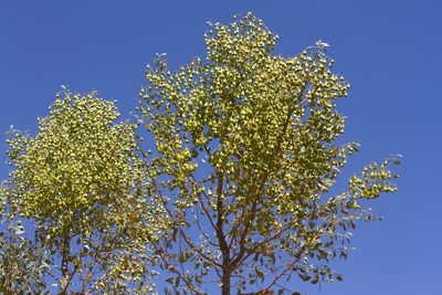 Codonocarpus cotinifolius, photographed by Kym Nicolson