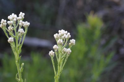 Pseudognaphalium californicum, photographed by Nicholas Wei