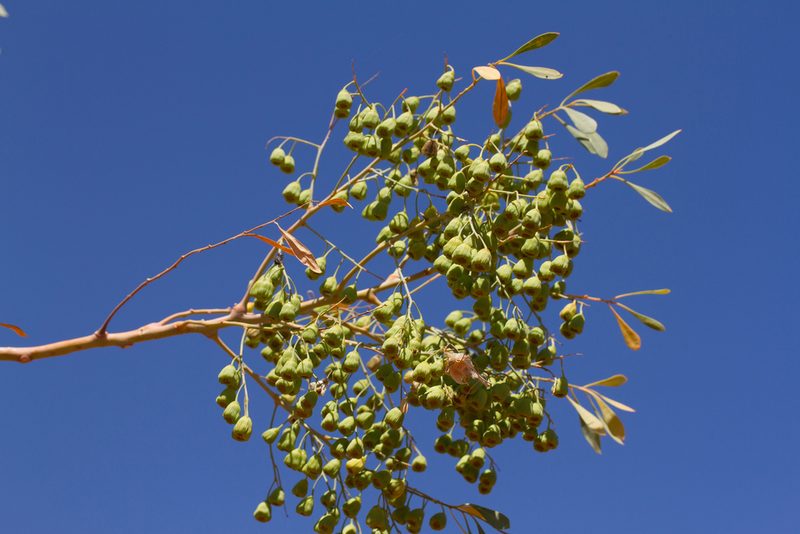 Codonocarpus cotinifolius, photographed by Kym Nicolson