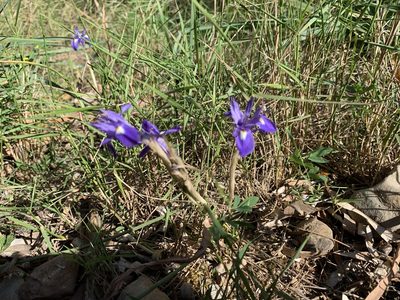 Moraea sisyrinchium, photographed by Katrin Simon