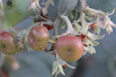 Arctostaphylos glutinosa, photographed by Nicholas Wei