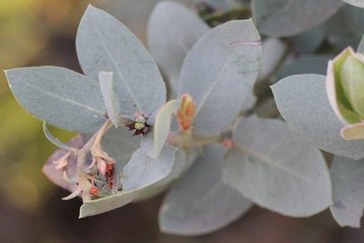 Arctostaphylos glutinosa, photographed by Nicholas Wei