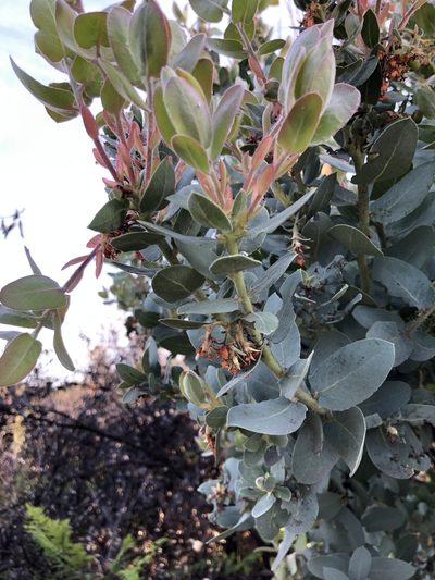 Arctostaphylos glutinosa, photographed by Nicholas Wei