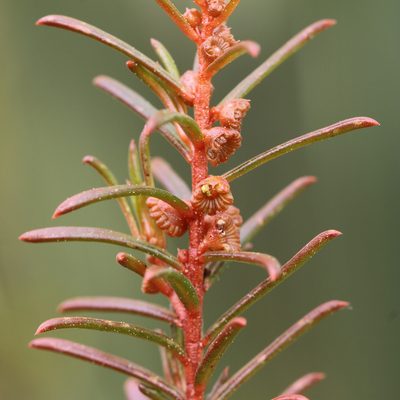 Gyrostemon australasicus, photographed by Kym Nicolson