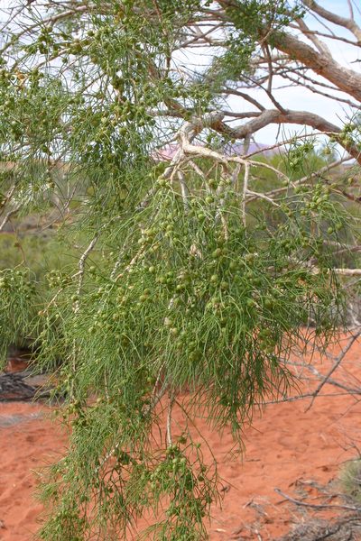 Gyrostemon ramulosus, photographed by Kym Nicolson