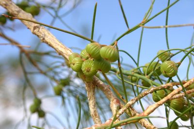 Gyrostemon ramulosus, photographed by Kym Nicolson