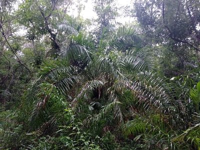 Attalea phalerata, photographed by Luis Recalde
