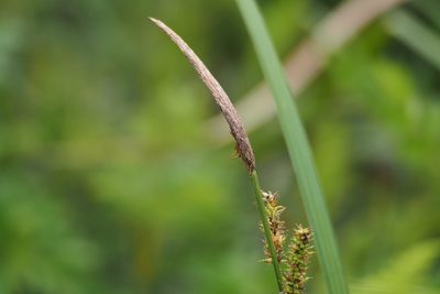Carex dispalata, photographed by harum.koh